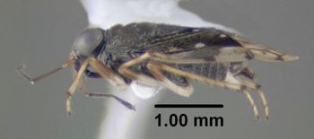 Media type: image;   Entomology 619245 Aspect: habitus lateral view